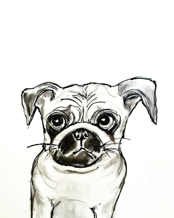 736x919 Pug Drawing In Charcoal Ink