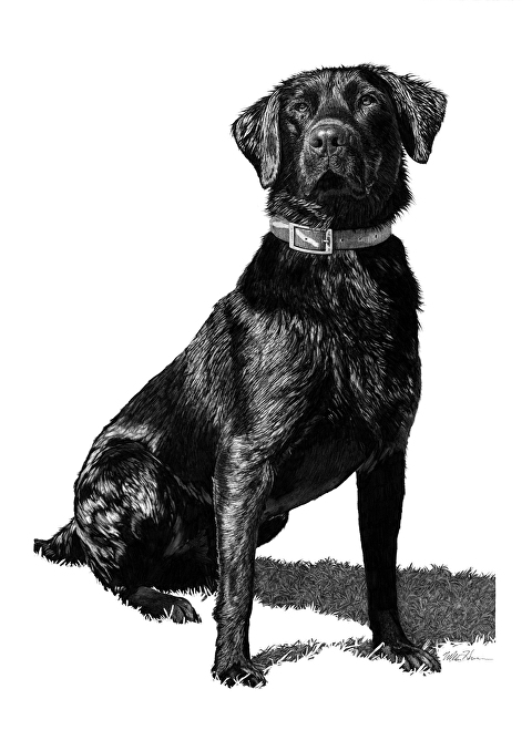 480x659 William Harrison