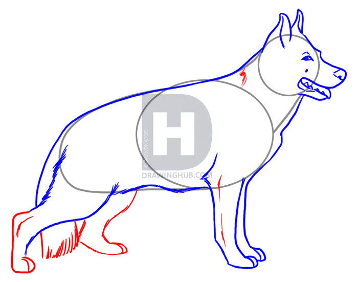 700x551 How To Draw A Realistic Dog, Draw Real Dog, Step