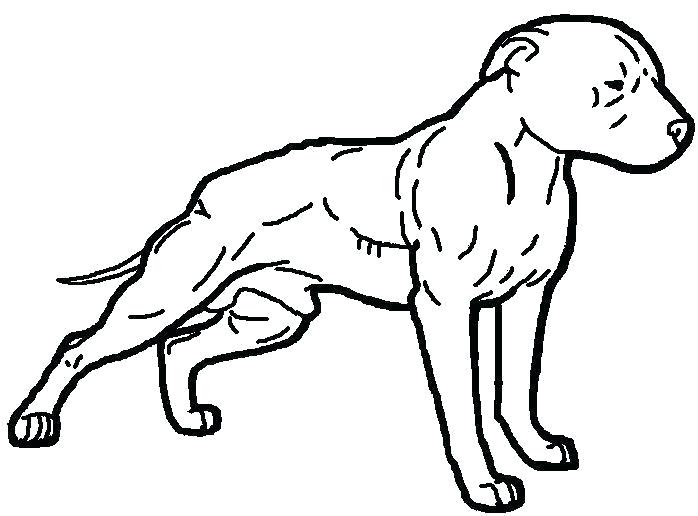 698x516 Easy Pitbull Drawing How To Draw A Easy Dog Step How To Draw