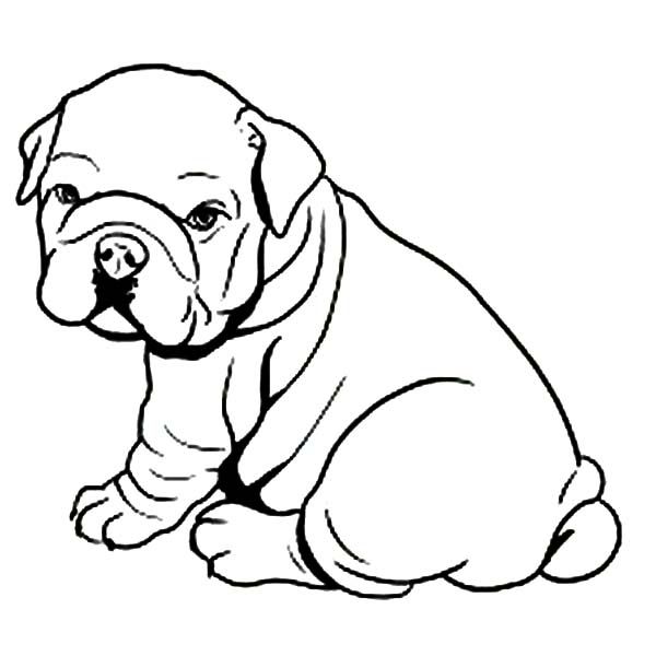 600x600 Fat Bulldog Like Towel Coloring Pages Dog Coloring Pages
