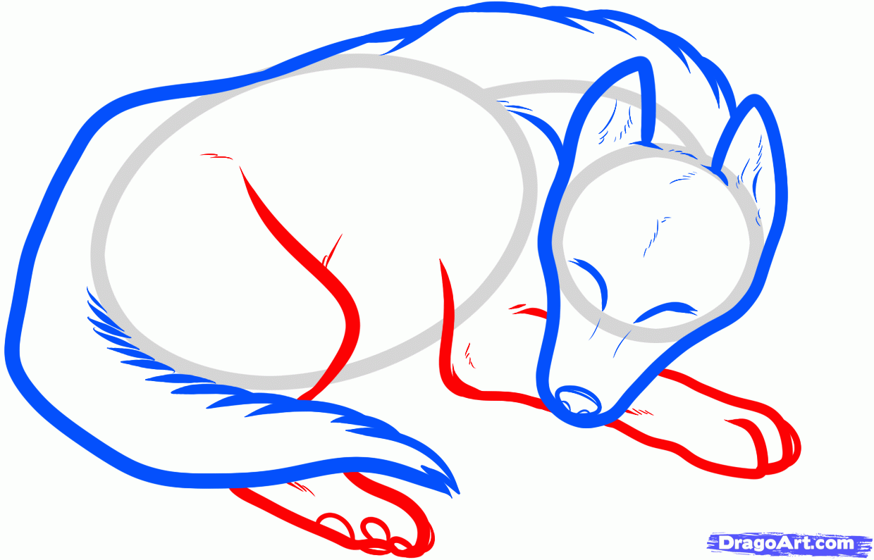 1240x795 How To Draw A Sleeping Dog, Sleeping Dog, Step