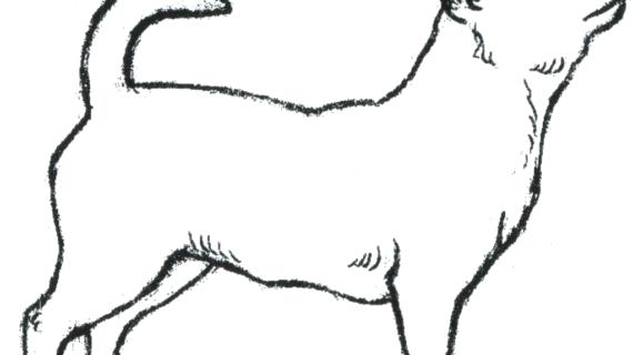 570x320 How To Draw A Cute Dog Step