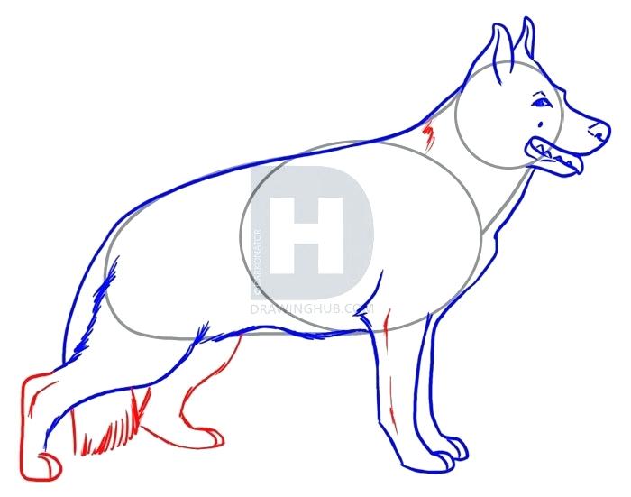 700x551 How To Drawl A Dog