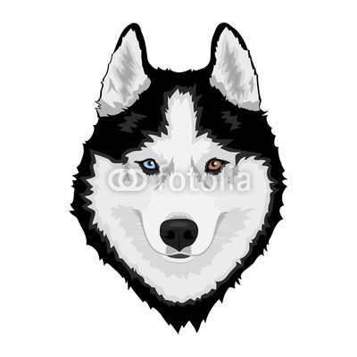 400x400 Black And White Siberian Husky With Multi Colored Eyes Hand Drawn