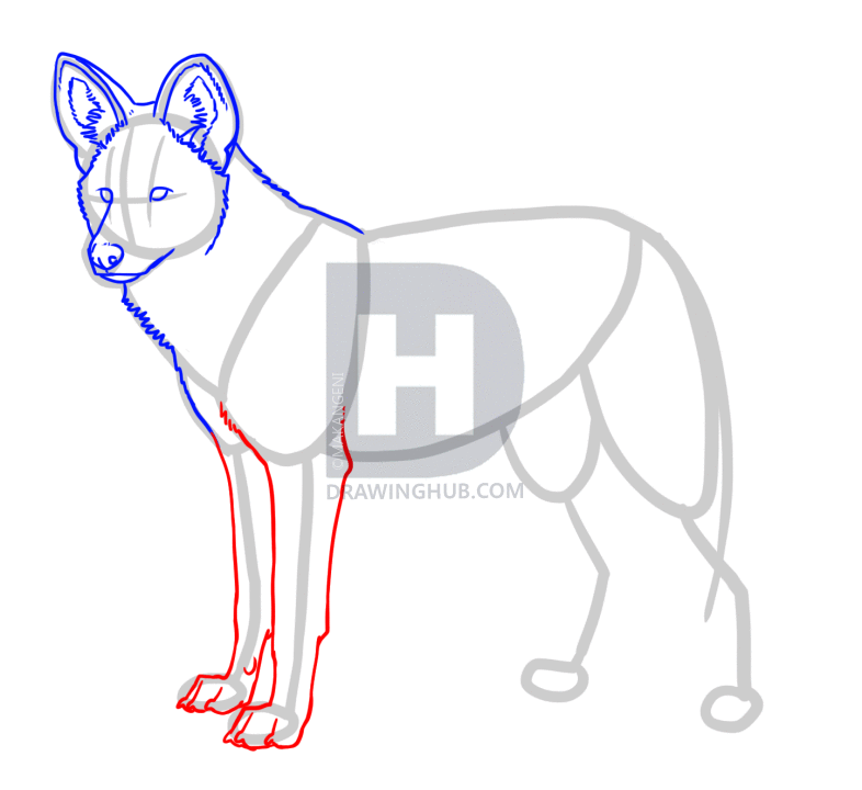 786x720 How To Draw African Wild Dogs, Step