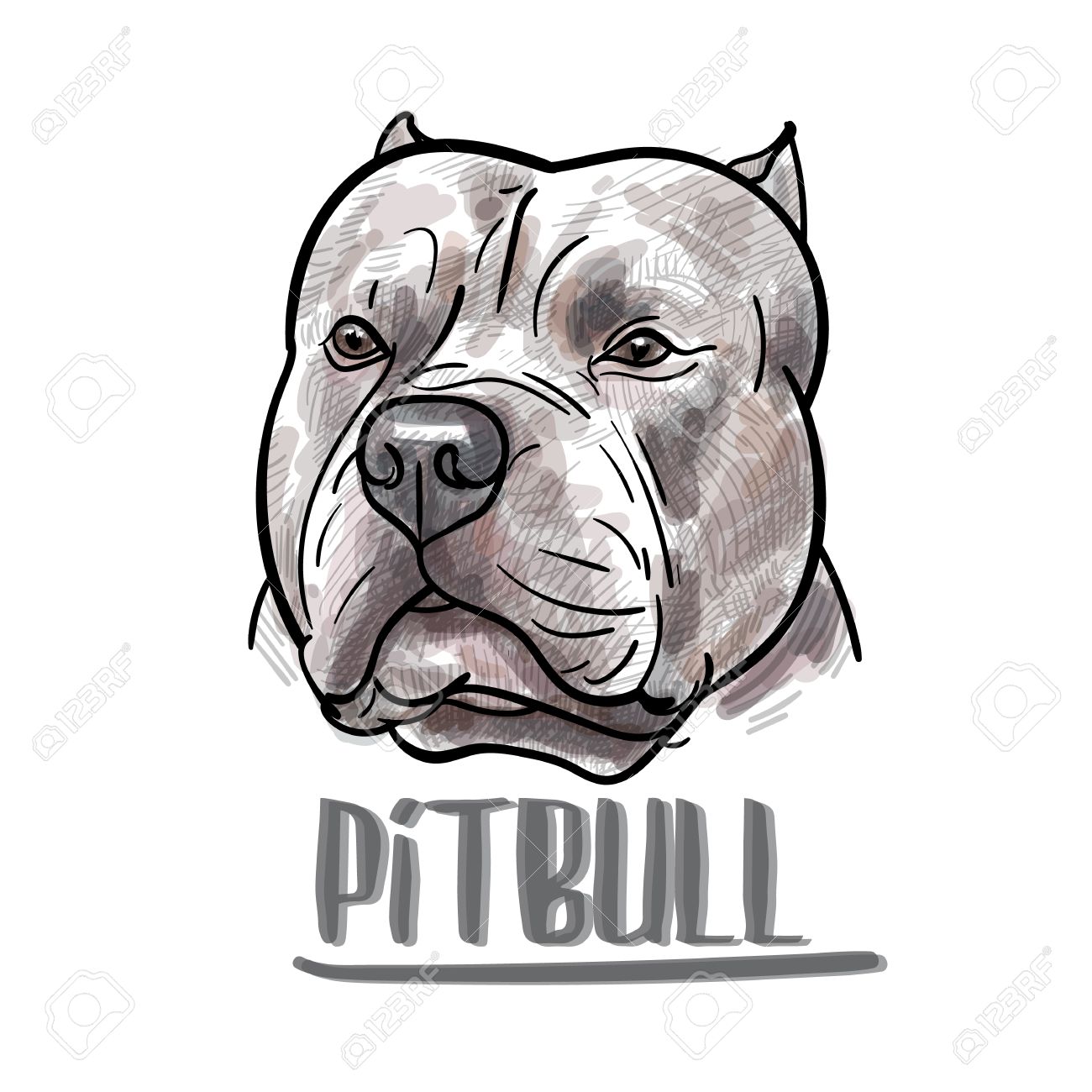 1300x1300 Huge Collection Of 'pitbull Head Drawing' Download More Than