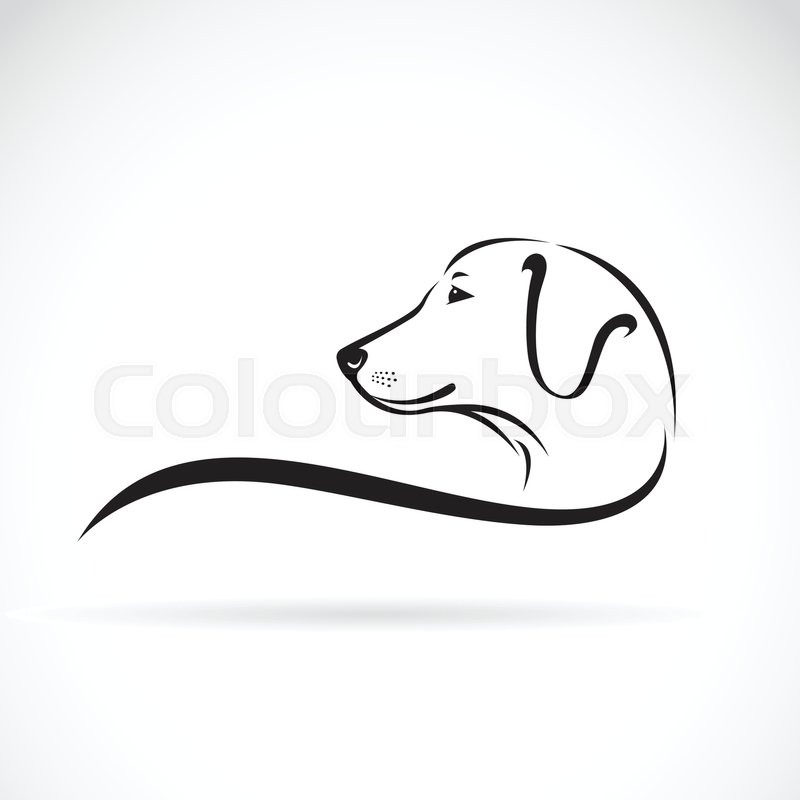 800x800 Vector Image Of An Labrador Dog's Head Stock Vector Colourbox