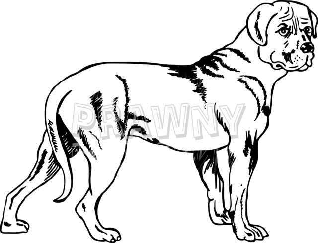 640x489 Dog Clipart Line Drawing, Free Download Clipart