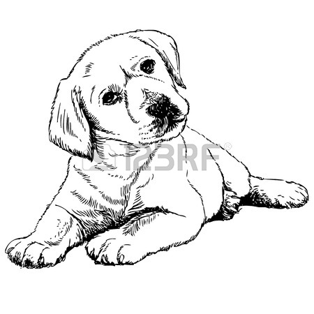 450x450 Huge Collection Of 'black Lab Line Drawing' Download More Than