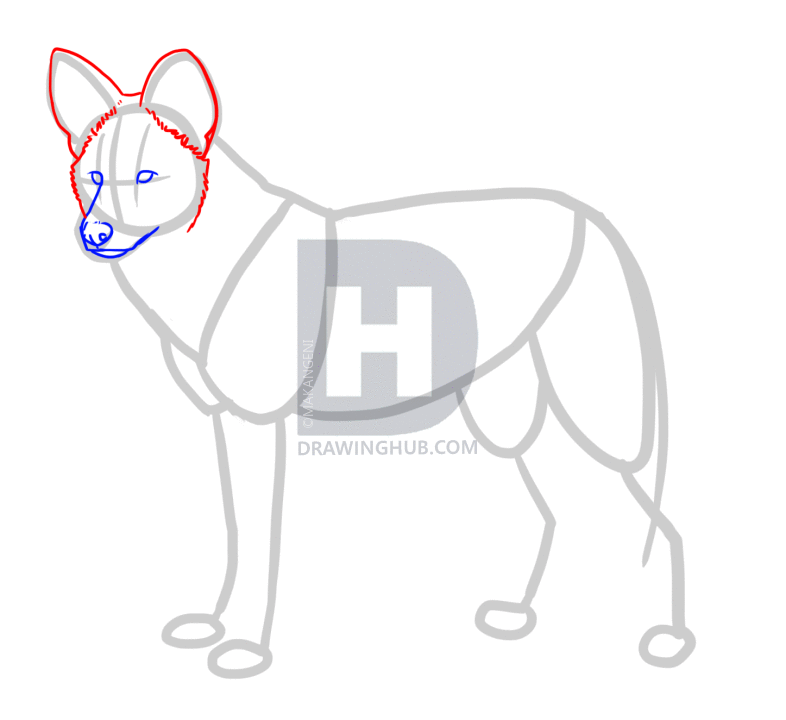786x720 How To Draw African Wild Dogs, Step