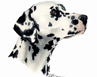 340x270 Long Haired Dalmatian Glamorous Long Haired Dachshund Dog Pencil