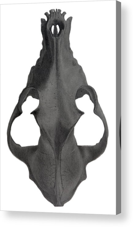 434x740 Pencil Drawing Of A Dog Skull Acrylic Print