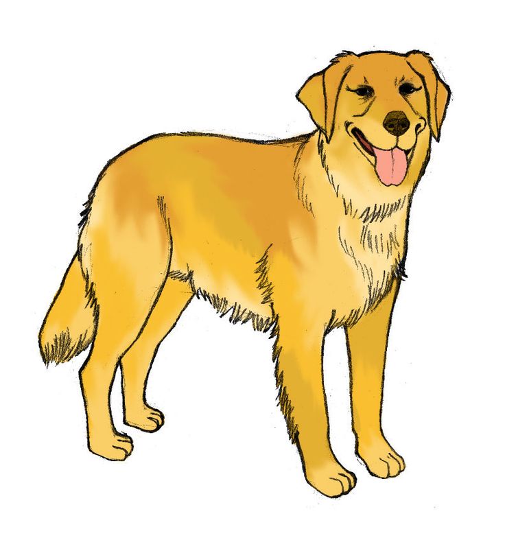 736x803 Easy Dog Drawings With Color