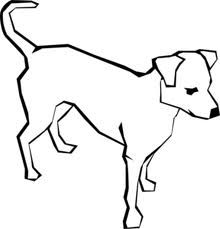 220x229 Found White Dog