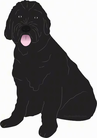 388x550 List Of Black Russian Terrier Mix Breed Dogs
