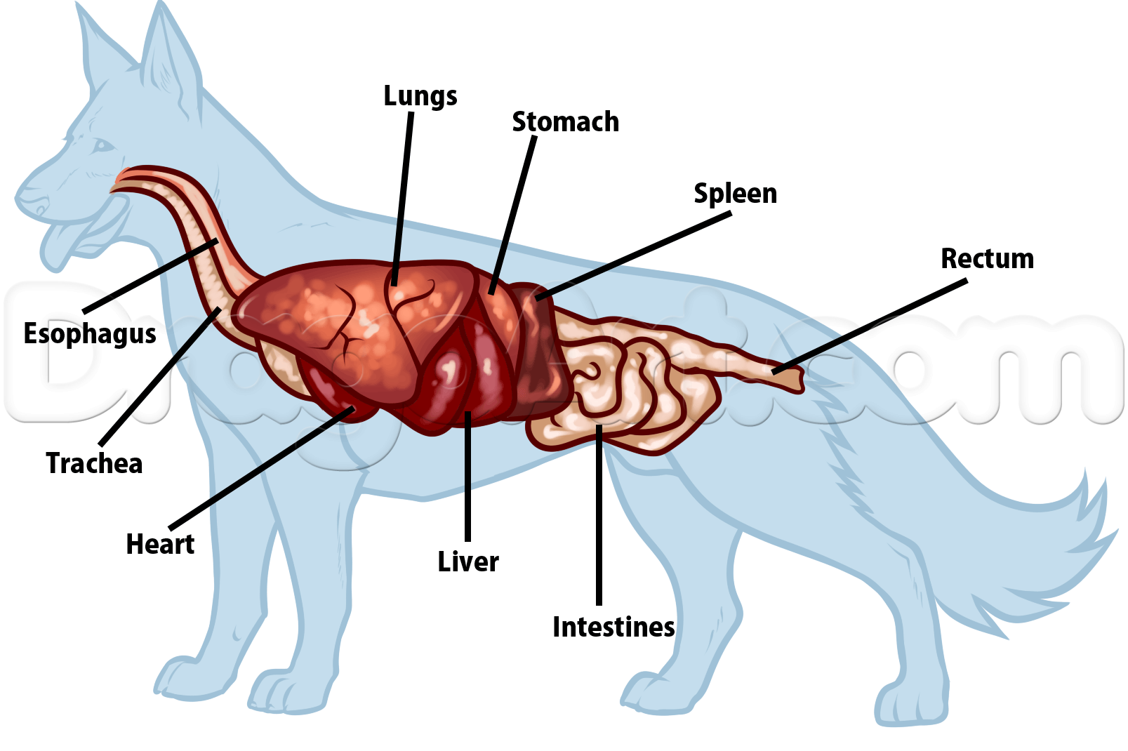 1607x1070 Dog Anatomy Drawing, Step