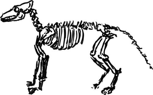 500x309 Drawing A Dog Skeleton So Much To Do, So Little Time