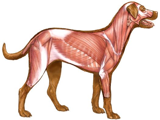 525x395 animal anatomy dog anatomy, animal