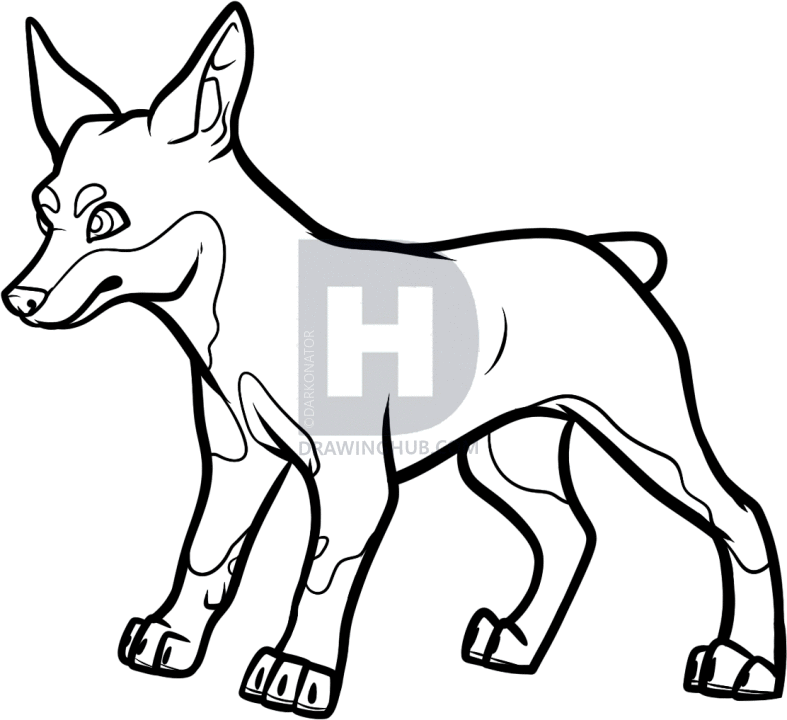 787x720 how to draw a miniature pinscher, min pin, step