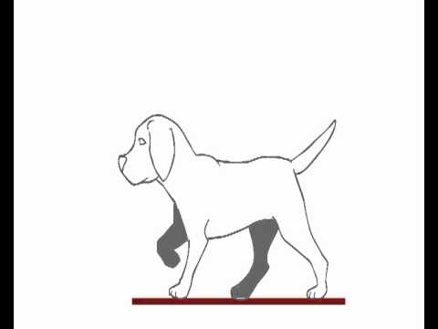 480x360 Flash Dog Walk Animation Avi