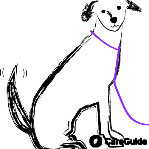 500x500 i offer pet sitting, house sitting and dog walking services