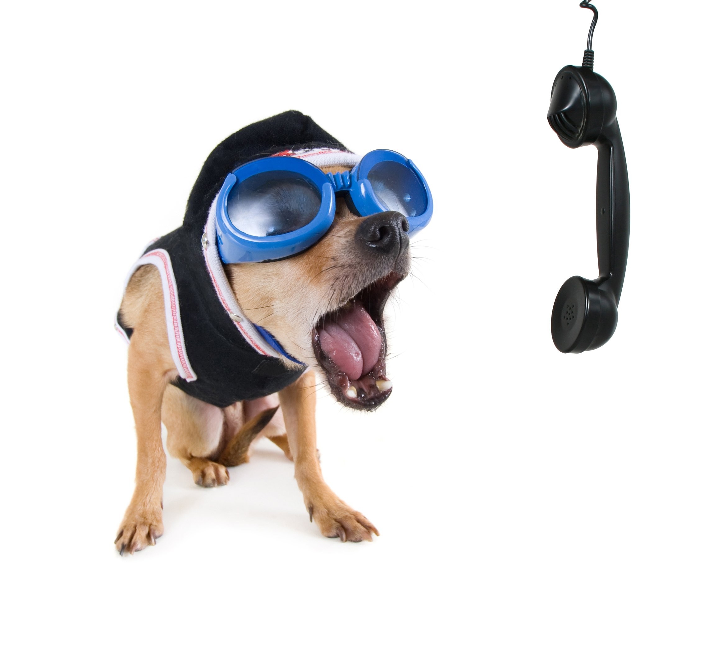 2311x2118 Chihuahua, Dog,drawing, Art, Iphone, Dogs Humor Background Images