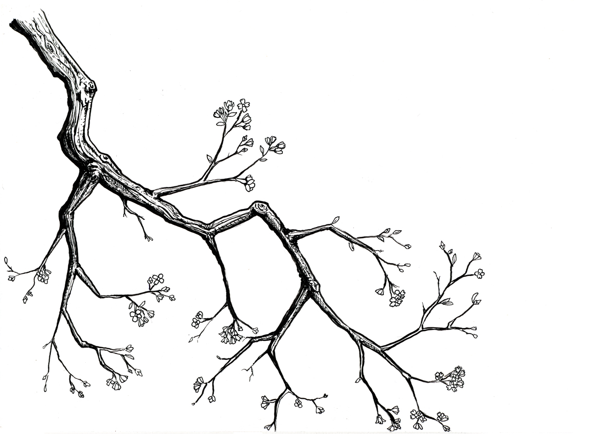 1153x847 dogwood pencil drawing