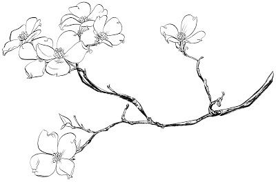 400x264 dogwood tree flower coloring pages sketch coloring