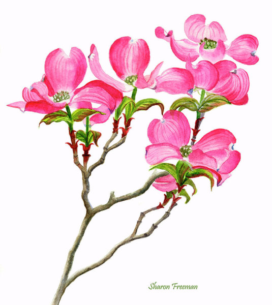 535x600 dogwood tree paintings fine art america