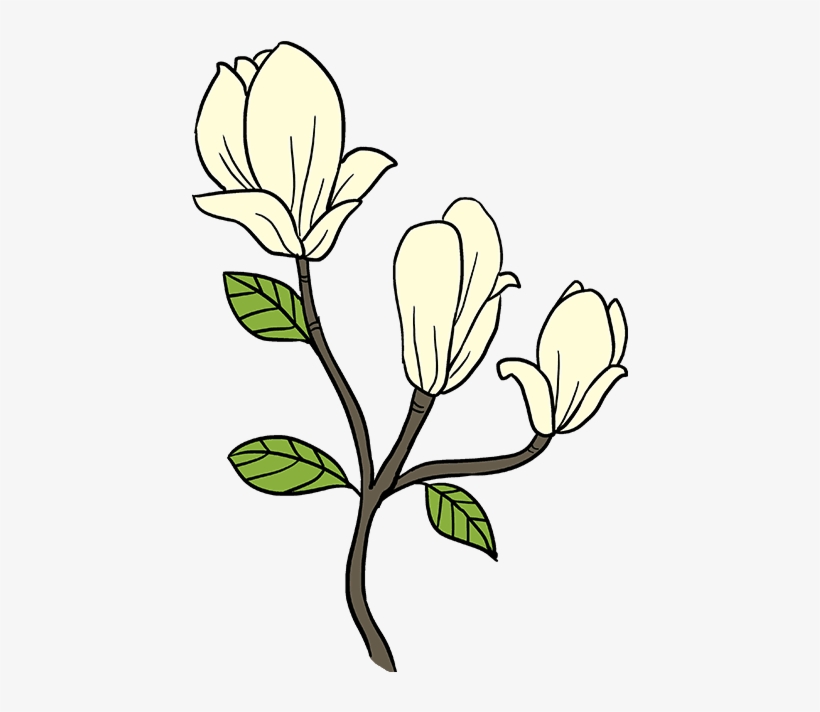 820x712 How To Draw Magnolia Flower