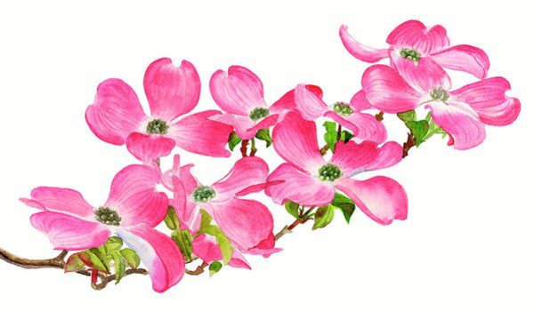 600x350 white dogwood art fine art america