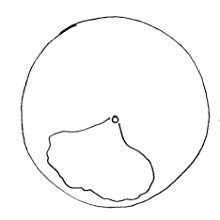 220x220 Ten Step Drawing Flowers Learn To Draw Flowers