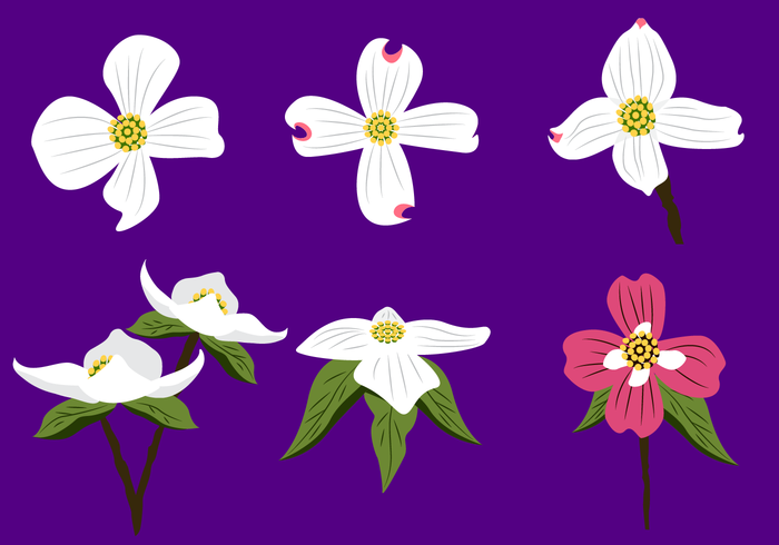 700x490 beautiful dogwood flower vector