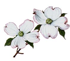 236x207 Common Dogwood Clipart