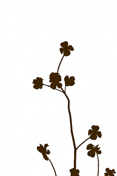 399x600 Dogwood Flower Silhouette