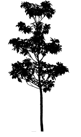 260x440 Flower, Leaf, Tree, Transparent Png Image Clipart Free Download