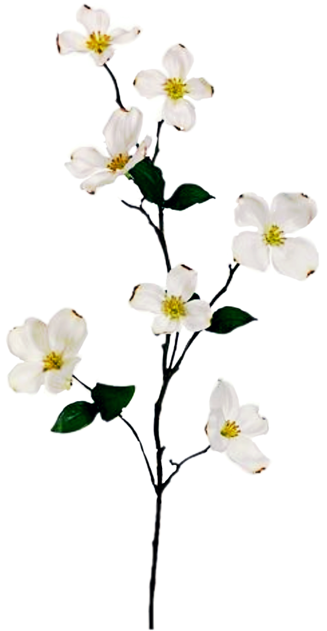 1271x2454 popular and trending dogwood tree stickers