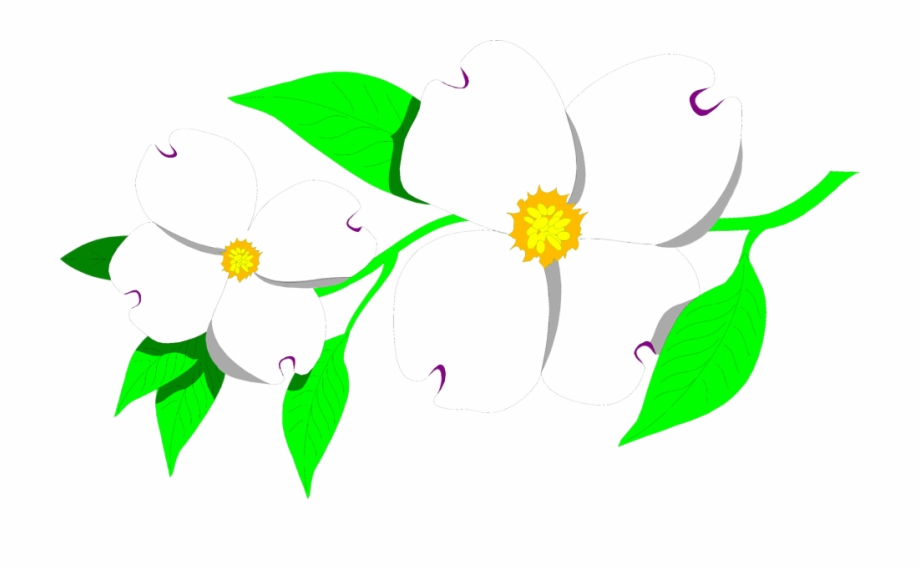 920x568 Transparent Spring Dogwood Tree