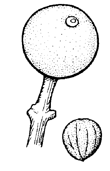 385x600 Alternate Leaf Dogwood