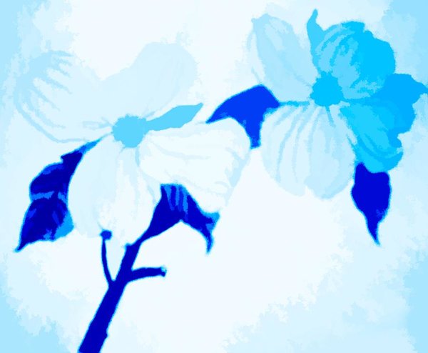 600x494 Dogwood Drawings Fine Art America