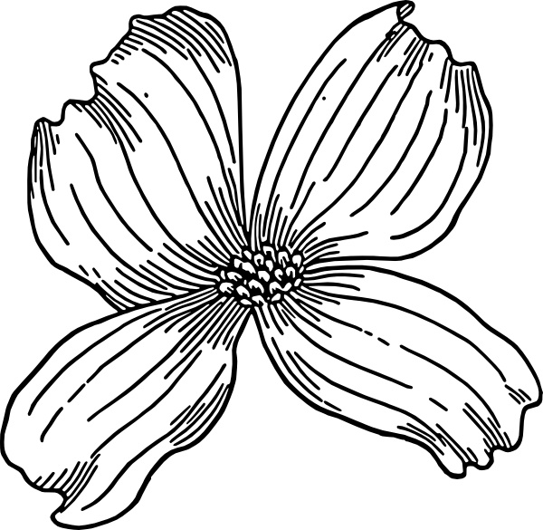 600x585 Dogwood Clip Art Free Vector In Open Office Drawing