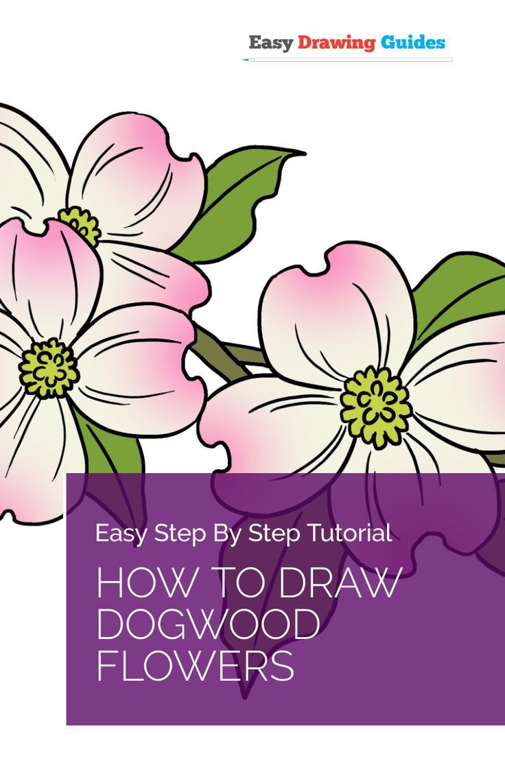 736x1104 Learn How To Draw With Easy Step