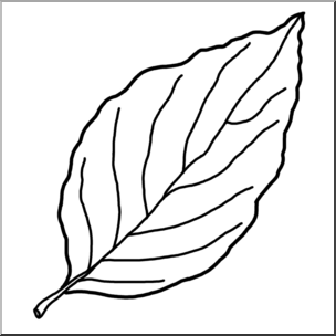 304x304 Clip Art Leaf Dogwood Bampw I Abcteach