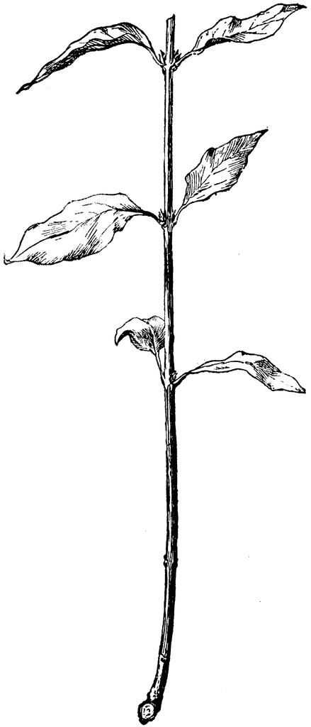 439x1024 Dogwood Clipart Etc