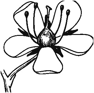 300x298 Dogwood Flower Clipart Awesome Dogwood Flower Clip Art Clipart