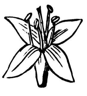 292x320 Flower Clipart Etc