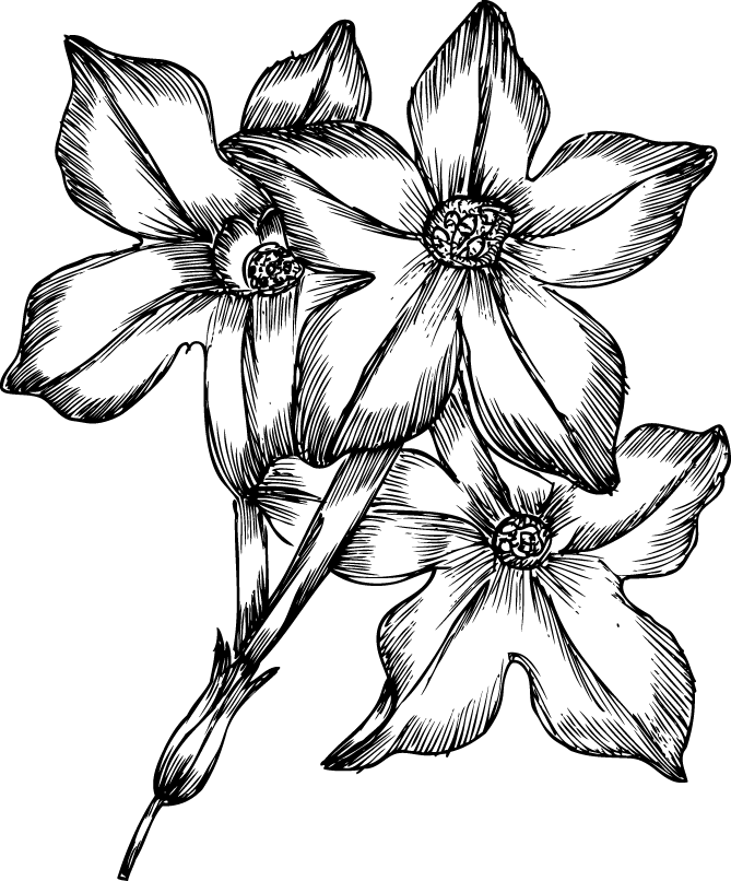 669x806 Flower Drawing Transparent Png Clipart Free Download