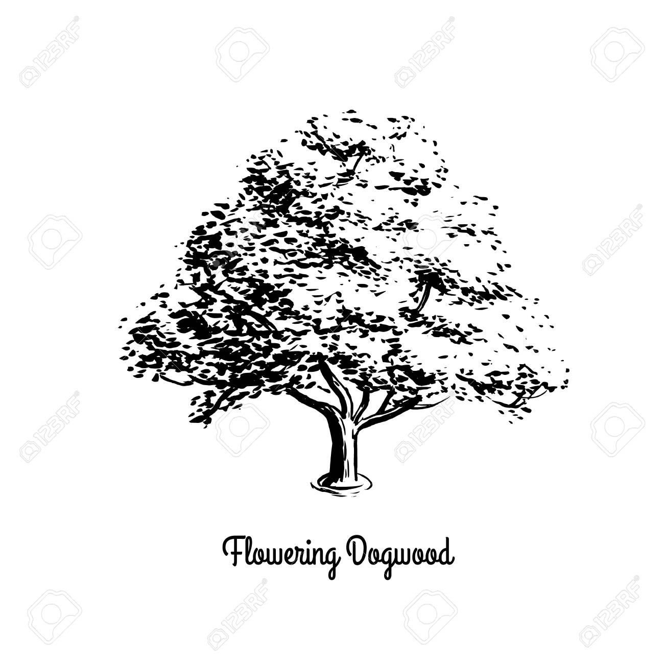 1300x1300 Huge Collection Of 'dogwood Tree Clipart' Download More Than