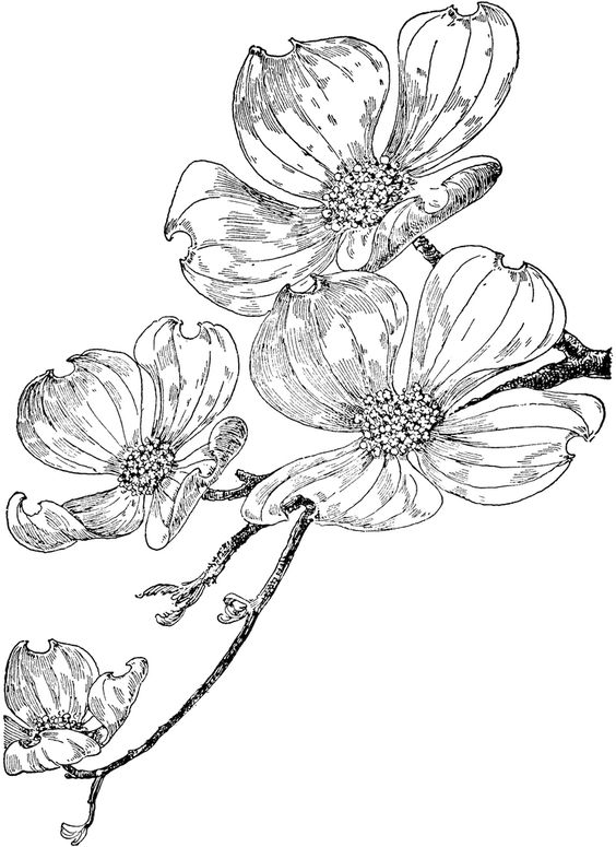 Dogwood Coloring Pages Printable Coloring Pages
